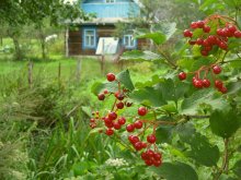 The cabin windows to the garden ... / ***