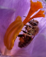 collecting pollen / ...................................