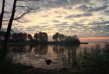 Dawn in the marshy bay / ***