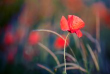 scarlet flower / ***
