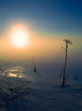 The magic of the winter fog / ***