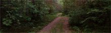 Forest / ***