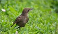 Starling and the ant / ***