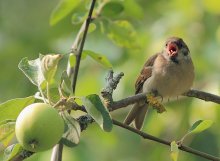 &quot;This apple - MY!&quot; / *************