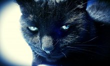 black_cat / ***