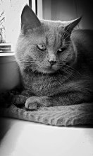 grey cat / ***