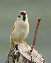 Nails would infer from such sparrows / ********************