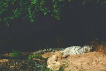 White Bengal Tiger / ***