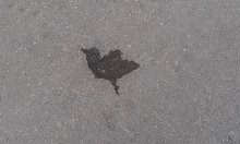 Puddle hummingbird / ***