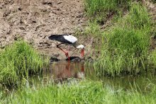 Aist (Stork) / ***