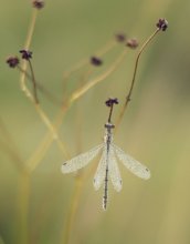 Crystal flower / ***