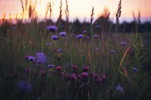 Wildflowers *** / ***