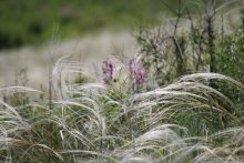 Steppes of southern Russia (Steppes of southern Russia) / ***