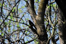 Melodies of the forest (melodies of the forest) / ***