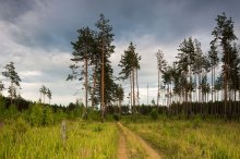 The road in the forest / ___