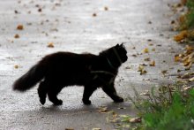 Cat for a walk (Cat walking) / ***