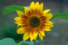 Decorative sunflower ... / ***