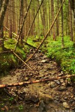 In the fairy forest / ***