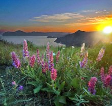 sunset bouquet / ***