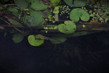 Lilies / ...