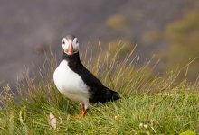 Atlantic Puffin / ***