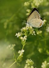 Short-tailed blues / ***