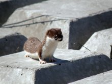 Weasel / ***