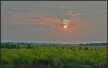 Overgrown Field / ***