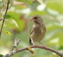 Greenfinch / ****************