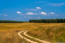 Field landscape / ***