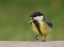 &quot;Do I want to! ...&quot; / ***