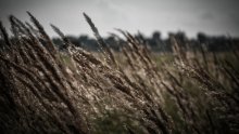 Ghostly grass / ***