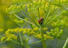 Ladybug and ant / ***