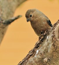 The first summer young bullfinch / ****************