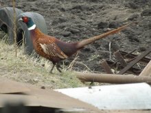 Pheasant stray / ***