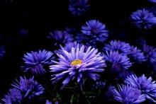Violet / ***