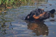 Washing the dog / ***