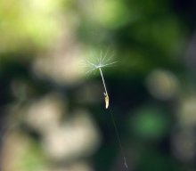Parachute. / ***