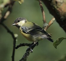 Young tit / ****************