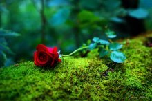 Forest Rose / ...