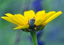 Fly, and it flies in Africa .... / ***