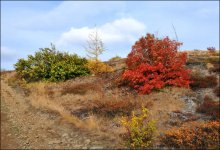 Autumn colors of Taimyr / ***