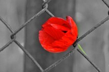 desire for freedom / ***