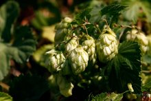 A bit of hops / ***