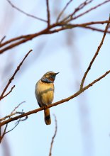 Bluethroat / ***