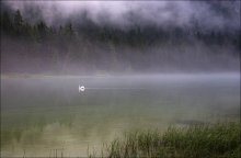 Swim out of the fog / ***
