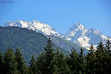 Cershina Chanchaxi 4462M. / Gruzia.