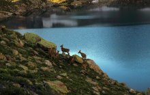 Morning on mountain lake / ***