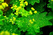 After the rain / ***