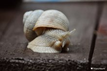 snail / ***